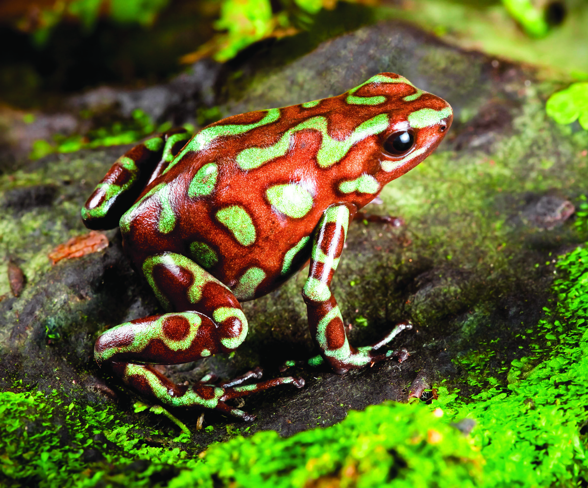 frogs-the-wild-world-of-zoobooks